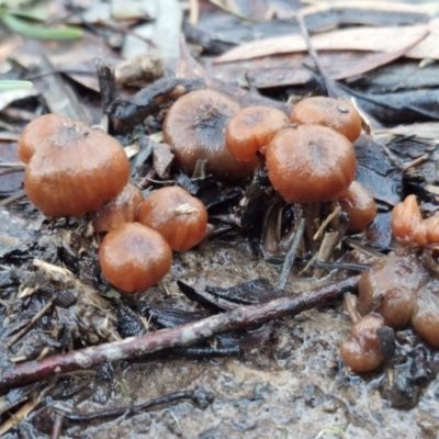 Laccaria sp. at Kingsdale, NSW - 8 Jun 2024 by trevorpreston