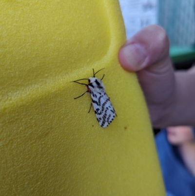 Ardices glatignyi (Black and White Tiger Moth (formerly Spilosoma)) at QPRC LGA - 13 Nov 2023 by Sunray