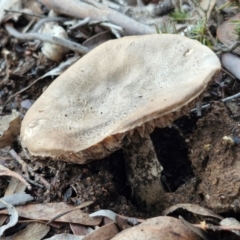 Unidentified Cap on a stem; gills below cap [mushrooms or mushroom-like] at Kingsdale, NSW - 8 Jun 2024 by trevorpreston