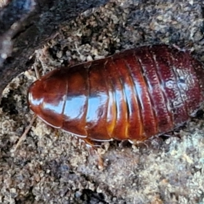 Panesthia australis (Common wood cockroach) at Alison Hone Reserve - 8 Jun 2024 by trevorpreston