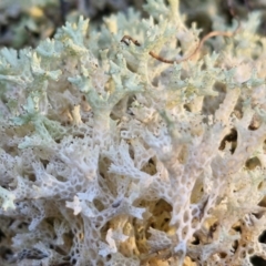 Cladia corallaizon at Alison Hone Reserve - 8 Jun 2024 by trevorpreston