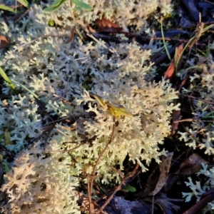 Cladia corallaizon at Alison Hone Reserve - 8 Jun 2024