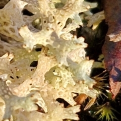 Cladia corallaizon at Alison Hone Reserve - 8 Jun 2024