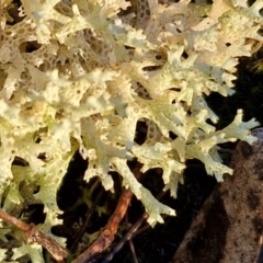 Cladia corallaizon at Alison Hone Reserve - 8 Jun 2024