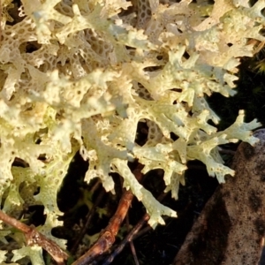 Cladia corallaizon at Alison Hone Reserve - 8 Jun 2024