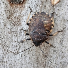 Platycoris rotundatus (A shield bug) at Alison Hone Reserve - 8 Jun 2024 by trevorpreston