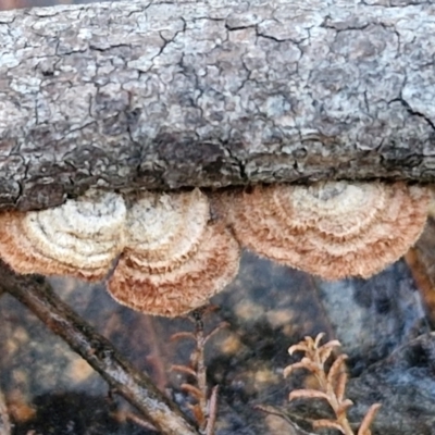 Xylobolus illudens (Purplish Stereum) at Alison Hone Reserve - 8 Jun 2024 by trevorpreston