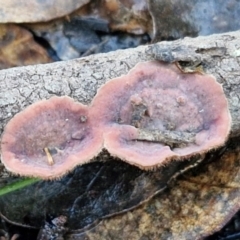 Xylobolus illudens at Alison Hone Reserve - 8 Jun 2024