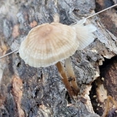 Unidentified Cap on a stem; gills below cap [mushrooms or mushroom-like] at Kingsdale, NSW - 8 Jun 2024 by trevorpreston