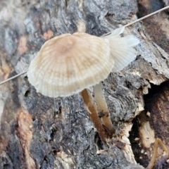 Unidentified Cap on a stem; gills below cap [mushrooms or mushroom-like] at Alison Hone Reserve - 8 Jun 2024 by trevorpreston