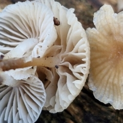 Mycena sp. at Alison Hone Reserve - 8 Jun 2024