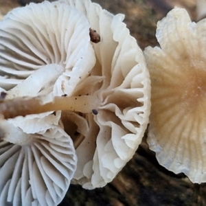 Mycena sp. at Alison Hone Reserve - 8 Jun 2024