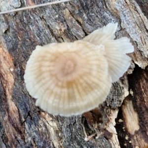 Mycena sp. at Alison Hone Reserve - 8 Jun 2024