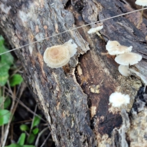 Mycena sp. at Alison Hone Reserve - 8 Jun 2024