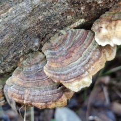 Trametes versicolor (Turkey Tail) at Alison Hone Reserve - 8 Jun 2024 by trevorpreston