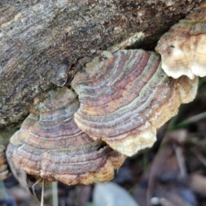 Trametes versicolor at Alison Hone Reserve - 8 Jun 2024 04:06 PM