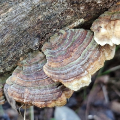 Trametes versicolor (Turkey Tail) at Alison Hone Reserve - 8 Jun 2024 by trevorpreston