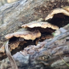 Trametes versicolor at Alison Hone Reserve - 8 Jun 2024