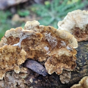 Trametes versicolor at Alison Hone Reserve - 8 Jun 2024 04:06 PM