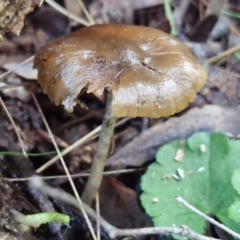 Psilocybe sp. (Psilocybe) at Alison Hone Reserve - 8 Jun 2024 by trevorpreston