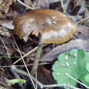 Psilocybe sp. at suppressed - 8 Jun 2024