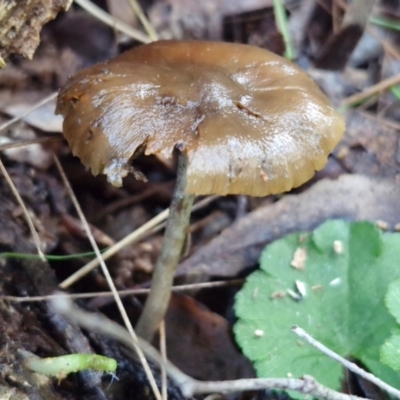 Psilocybe sp. (Psilocybe) at Alison Hone Reserve - 8 Jun 2024 by trevorpreston