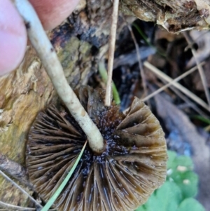 Psilocybe sp. at suppressed - 8 Jun 2024