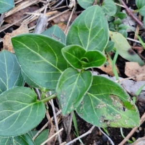 Vinca major at Alison Hone Reserve - 8 Jun 2024