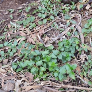 Vinca major at Alison Hone Reserve - 8 Jun 2024