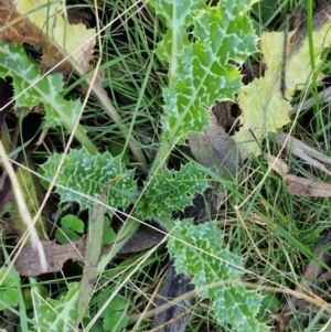 Silybum marianum at Alison Hone Reserve - 8 Jun 2024