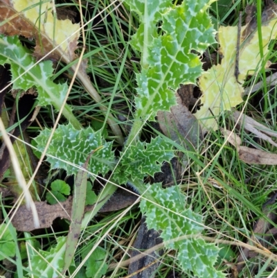 Silybum marianum (Variegated Thistle) at Kingsdale, NSW - 8 Jun 2024 by trevorpreston