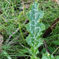 Silybum marianum at Alison Hone Reserve - 8 Jun 2024