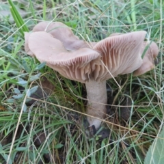 Unidentified Cap on a stem; gills below cap [mushrooms or mushroom-like] at Alison Hone Reserve - 8 Jun 2024 by trevorpreston