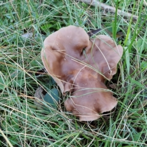 Lepista sp. at Alison Hone Reserve - 8 Jun 2024