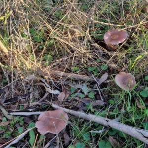 Lepista sp. at Alison Hone Reserve - 8 Jun 2024