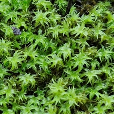 Unidentified Moss, Liverwort or Hornwort at Kingsdale, NSW - 8 Jun 2024 by trevorpreston