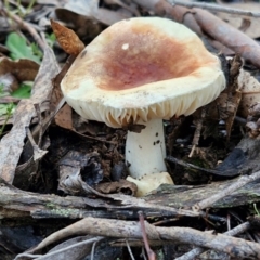 Russula sp. at Kingsdale, NSW - 8 Jun 2024 by trevorpreston