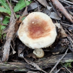 Russula sp. (genus) at Alison Hone Reserve - 8 Jun 2024 04:00 PM