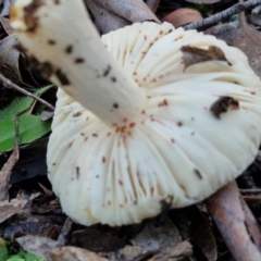 Russula sp. (genus) at Alison Hone Reserve - 8 Jun 2024