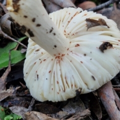 Russula sp. (genus) at Alison Hone Reserve - 8 Jun 2024 04:00 PM