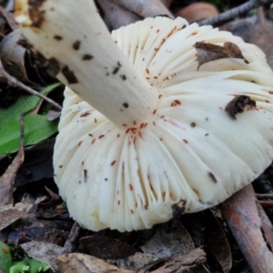 Russula sp. (genus) at Alison Hone Reserve - 8 Jun 2024