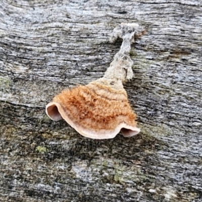 Xylobolus illudens (Purplish Stereum) at Alison Hone Reserve - 8 Jun 2024 by trevorpreston