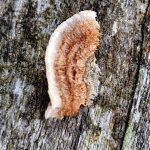 Xylobolus illudens at Alison Hone Reserve - 8 Jun 2024 03:59 PM