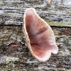 Xylobolus illudens at Alison Hone Reserve - 8 Jun 2024