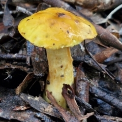 Unidentified Cap on a stem; gills below cap [mushrooms or mushroom-like] at Alison Hone Reserve - 8 Jun 2024 by trevorpreston