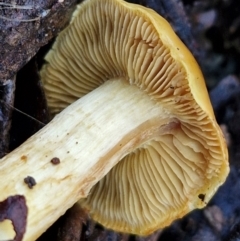 Cortinarius sinapicolor at Alison Hone Reserve - 8 Jun 2024 03:58 PM