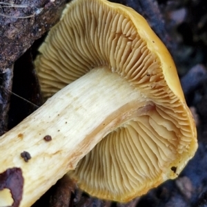 Cortinarius sinapicolor at Alison Hone Reserve - 8 Jun 2024 03:58 PM