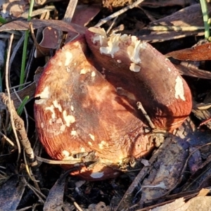 Russula sp. (genus) at Alison Hone Reserve - 8 Jun 2024