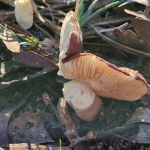 Russula sp. (genus) at Alison Hone Reserve - 8 Jun 2024