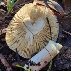 Russula sp. (genus) at Alison Hone Reserve - 8 Jun 2024